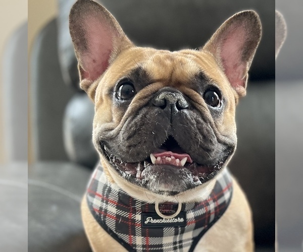 Medium Photo #1 French Bulldog Puppy For Sale in ANN ARBOR, MI, USA