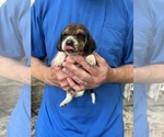 Puppy Puppy 2 Beagle