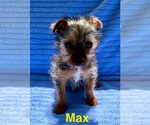 Small #1 Yorkshire Terrier