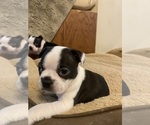 Small #1 Boston Terrier