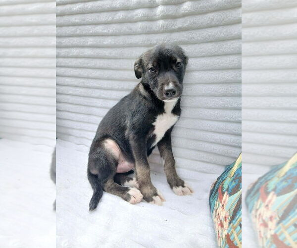 Medium Photo #3 German Shepherd Dog-Unknown Mix Puppy For Sale in Oak Bluffs, MA, USA