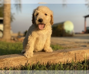 Goldendoodle-Poodle (Standard) Mix Puppy for sale in HANFORD, CA, USA