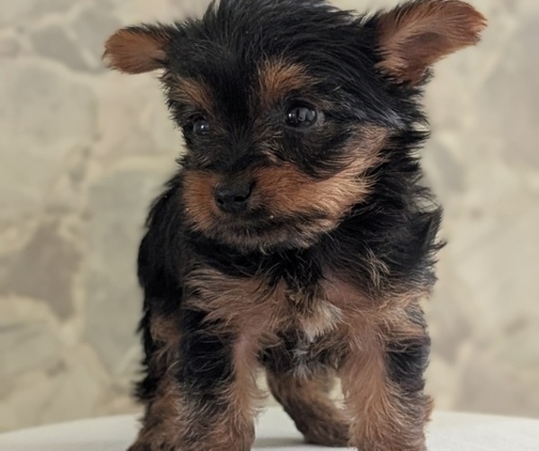 Medium Photo #11 Yorkshire Terrier Puppy For Sale in GOSHEN, IN, USA