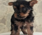 Small #10 Yorkshire Terrier