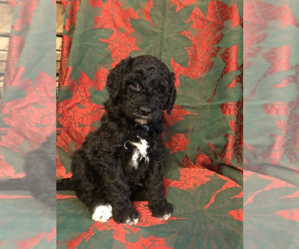 Medium Photo #1 Labradoodle Puppy For Sale in HALIFAX, PA, USA