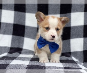 Pembroke Welsh Corgi Puppy for sale in LAKELAND, FL, USA