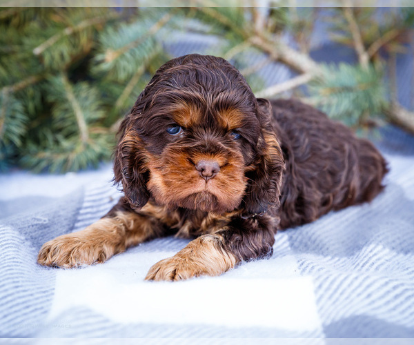 Medium Photo #6 Cocker Spaniel Puppy For Sale in WAKARUSA, IN, USA