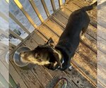 Small Photo #12 Labrador Retriever-Unknown Mix Puppy For Sale in Fargo, ND, USA