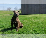 Small #4 Mutt