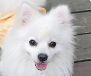 Pomeranian-pomeranian spitz Mix Dogs for adoption in San Ramon, CA, USA