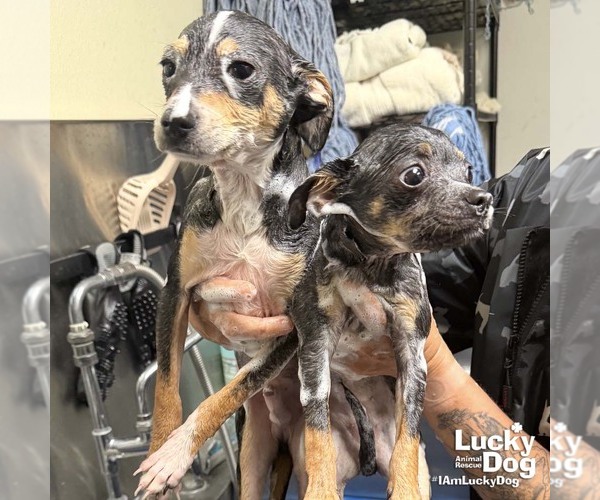 Medium Photo #4 Chihuahua-Unknown Mix Puppy For Sale in Washington, DC, USA