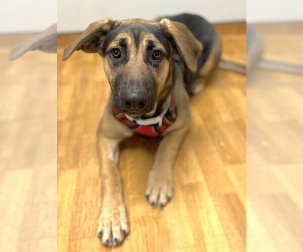 Medium Photo #2 German Shepherd Dog-Unknown Mix Puppy For Sale in Mount Airy, NC, USA
