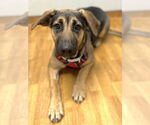 Small #1 German Shepherd Dog Mix