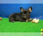 Small Photo #2 French Bulldog Puppy For Sale in HICKORY, NC, USA