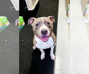 American Staffordshire Terrier-Unknown Mix Dogs for adoption in Perth Amboy, NJ, USA