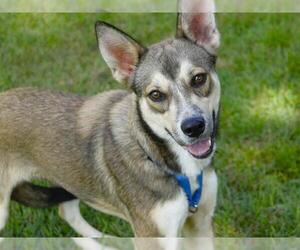 German Shepherd Dog-Unknown Mix Dogs for adoption in Tallahassee, FL, USA