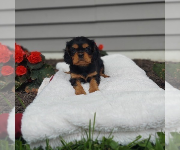 Medium Photo #1 Cavalier King Charles Spaniel Puppy For Sale in FRYTOWN, IA, USA