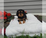 Small Photo #1 Cavalier King Charles Spaniel Puppy For Sale in FRYTOWN, IA, USA