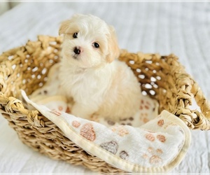 Maltipoo Puppy for sale in CLERMONT, FL, USA