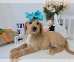 Puppy 8 Labradoodle