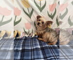 Small Photo #3 Mutt Puppy For Sale in Pacolet, SC, USA
