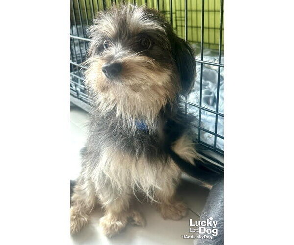 Medium Photo #1 Mutt Puppy For Sale in Washington, DC, USA