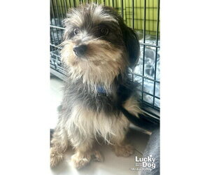 Mutt Dogs for adoption in Washington, DC, USA