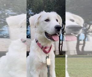 Great Pyrenees Dogs for adoption in Bend, OR, USA
