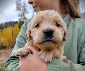 Golden Retriever Puppy for sale in EVERETT, WA, USA