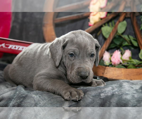 Medium Photo #2 Great Dane Puppy For Sale in SHELBY, OH, USA