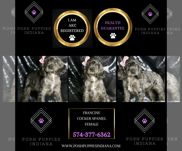 Medium Photo #2 Cocker Spaniel Puppy For Sale in WARSAW, IN, USA