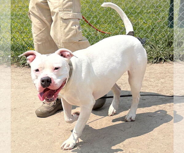 Medium Photo #5 American Pit Bull Terrier-Unknown Mix Puppy For Sale in Virginia Beach, VA, USA