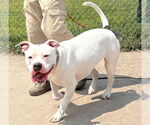 Small #4 American Pit Bull Terrier Mix