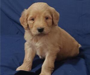 Goldendoodle Dogs for adoption in BROOKSVILLE, FL, USA