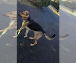Small #8 German Shepherd Dog-Great Dane Mix