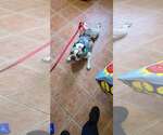 Small Photo #2 French Bulldog Puppy For Sale in Tenafly, NJ, USA