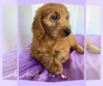 Puppy Amethyst Goldendoodle-Poodle (Miniature) Mix