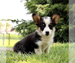 Pembroke Welsh Corgi Puppy for sale in ATGLEN, PA, USA