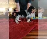 Small Photo #19 Beagle Puppy For Sale in BOWLING GREEN, MO, USA