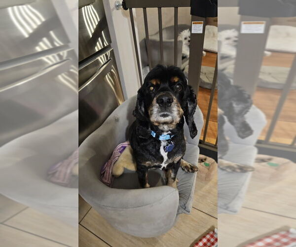 Medium Photo #3 Cocker Spaniel Puppy For Sale in Springdale, PA, USA