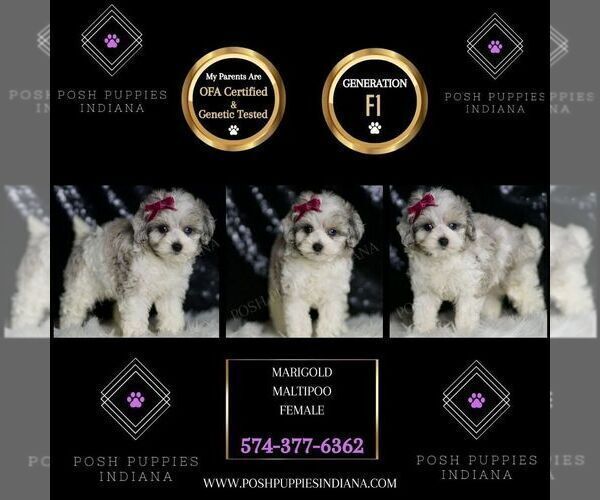 Medium Photo #121 Maltipoo Puppy For Sale in WARSAW, IN, USA