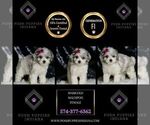 Small Photo #121 Maltipoo Puppy For Sale in WARSAW, IN, USA