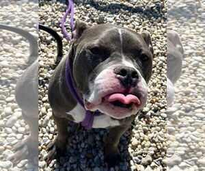 Medium American Pit Bull Terrier