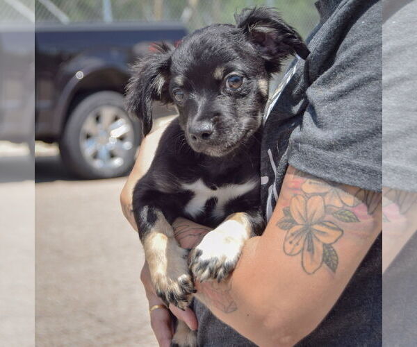 Medium Photo #3 Chion Puppy For Sale in Huntley, IL, USA