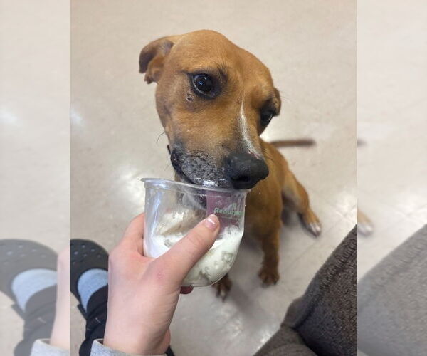 Medium Photo #2 Mutt Puppy For Sale in Elmsford, NY, USA