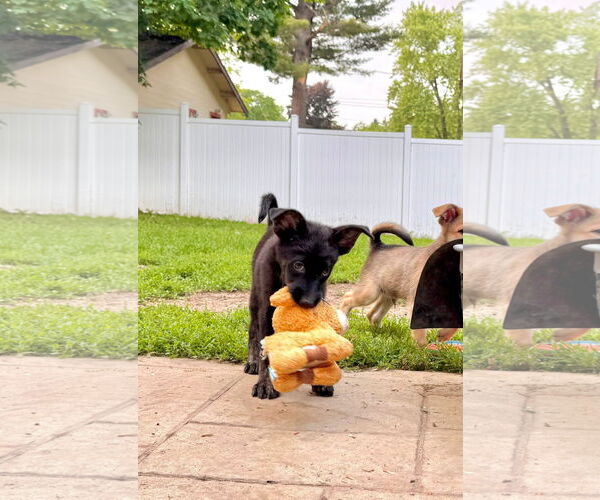 Medium Photo #2 Pomsky Puppy For Sale in New London, WI, USA