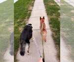 Small Photo #2 Mutt Puppy For Sale in Gretna, NE, USA