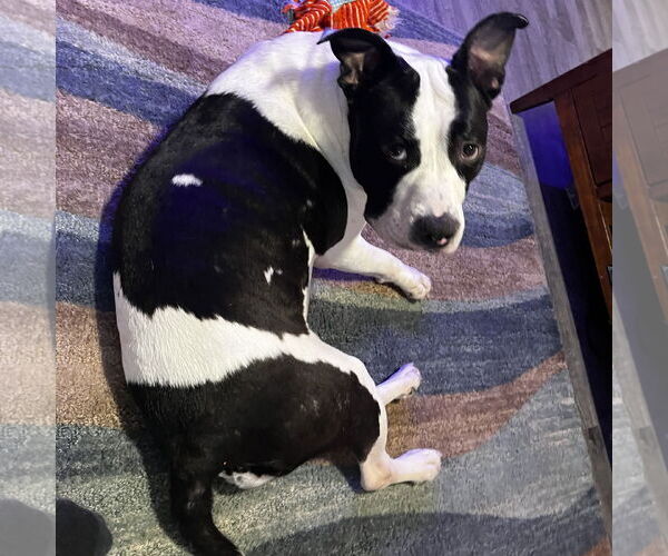 Medium Photo #2 American Staffordshire Terrier Puppy For Sale in Denton, TX, USA
