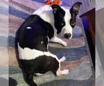 Small #1 American Staffordshire Terrier
