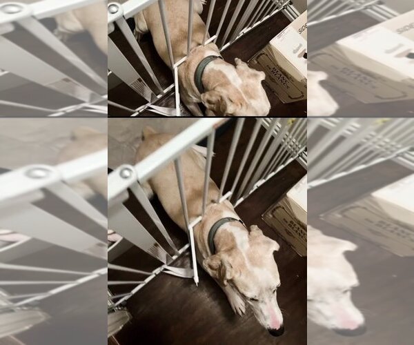 Medium Photo #26 Great Dane-Labrador Retriever Mix Puppy For Sale in Bullard, TX, USA